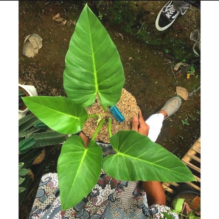 READY STOCK Tanaman Hias Philodendron Marble Tanaman Hidup Philo Marbel Dewasa Dekorasi Rumah Hiasan