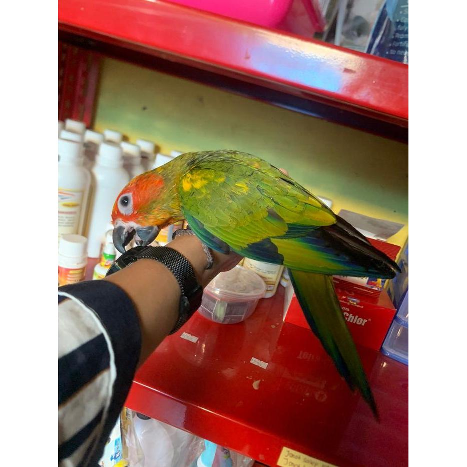 BURUNG SUN CONURE USIA 2 BULANAN JINAK HIGH YELLOW