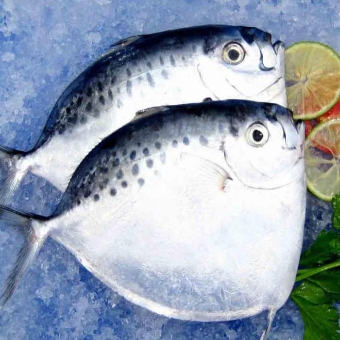 Ready BB Ikan Etem / Ikan Kantong Semar / Ikan Semar / Moon Fish / Seafood / Ikan Laut / Ikan Segar