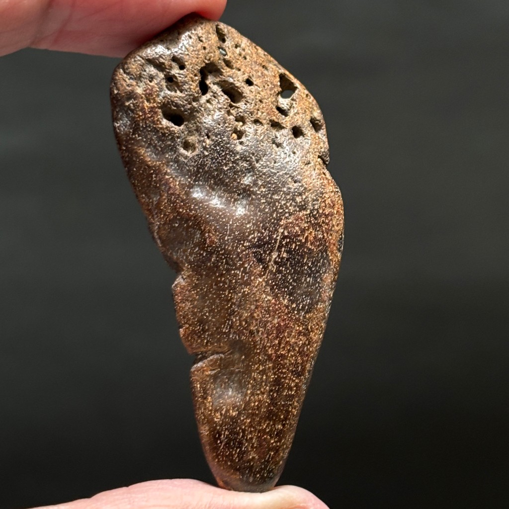 SUPER RARE | Half-Polished Javan Megalodon Tooth Fragment Natural Fosil Gigi Hiu Purba Megalodon Spe