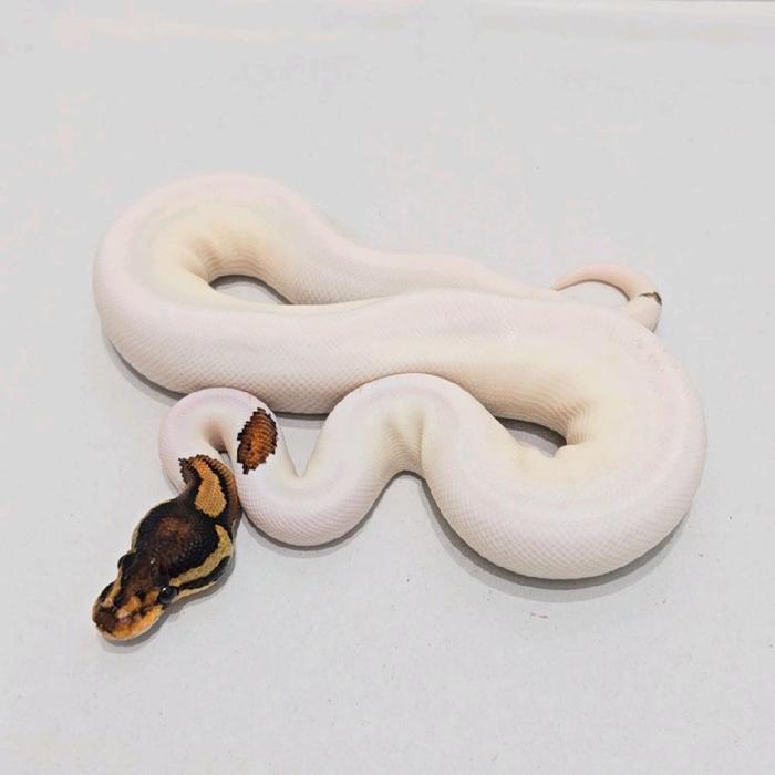 Ready Ball Python Orange Dream Black Pastel Pied kode B Super Cakep