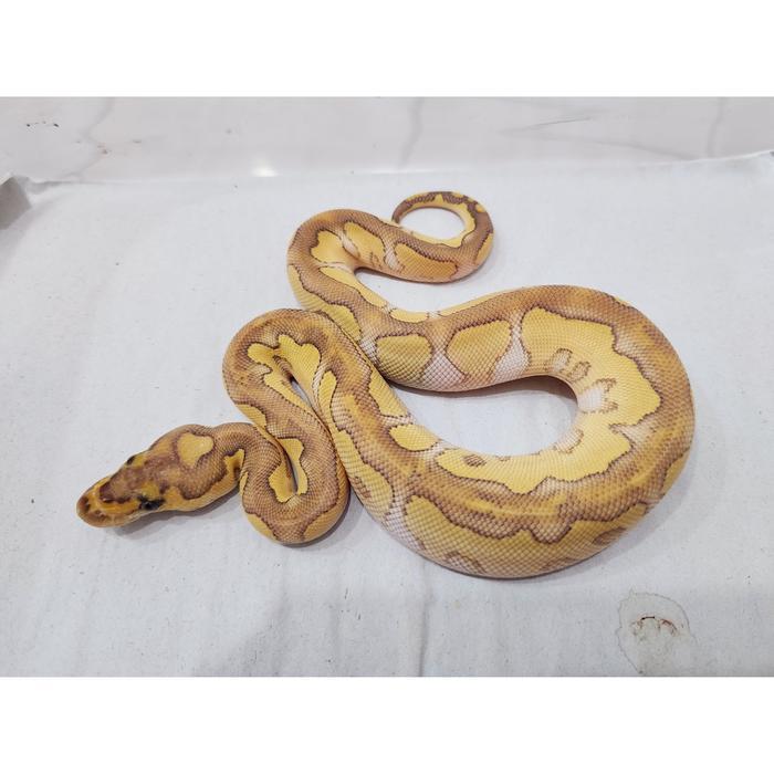 Ready Ball Python Lesser Clown ph Albino lavender