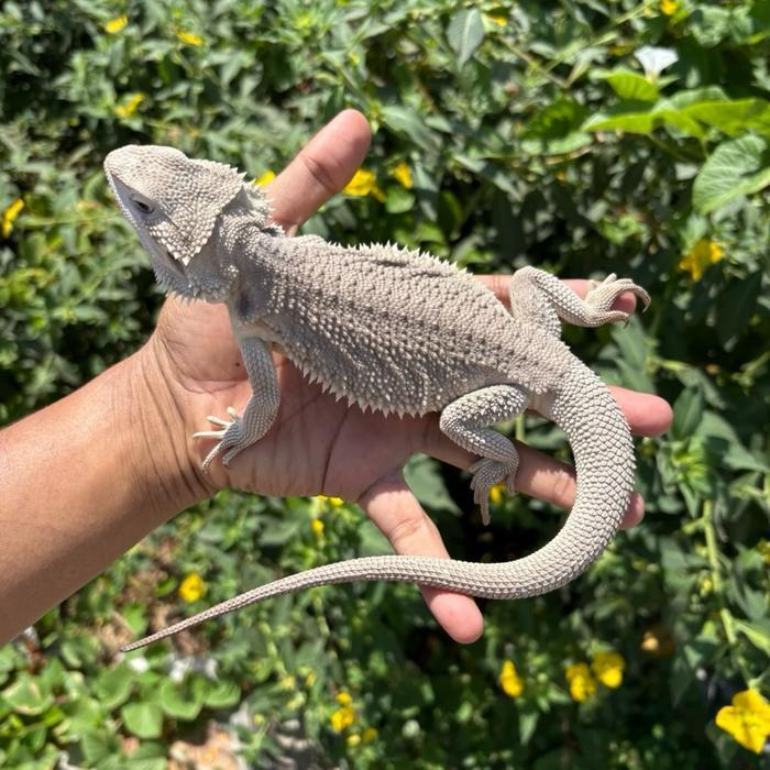 READY GE Bearded dragon zero cakep putih warnanya bikin ngeze