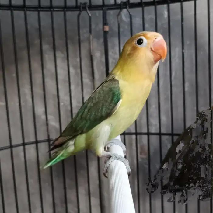 Burung Lovebird Pb Ewing #Gratisongkir