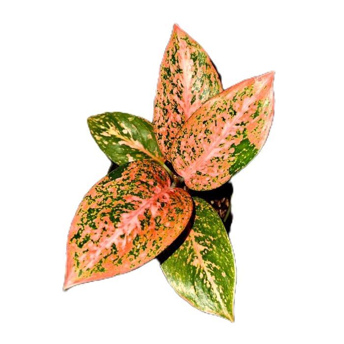 aglonema stardust orange - tanamanhias aglonema stardust orange - tanaman aglonema daun