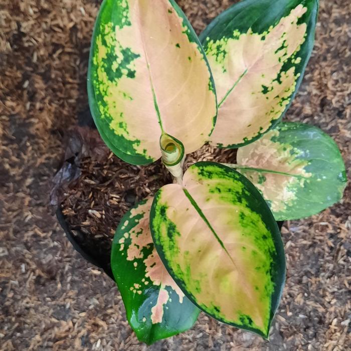 Aglonema Sultan Brunei Anakan