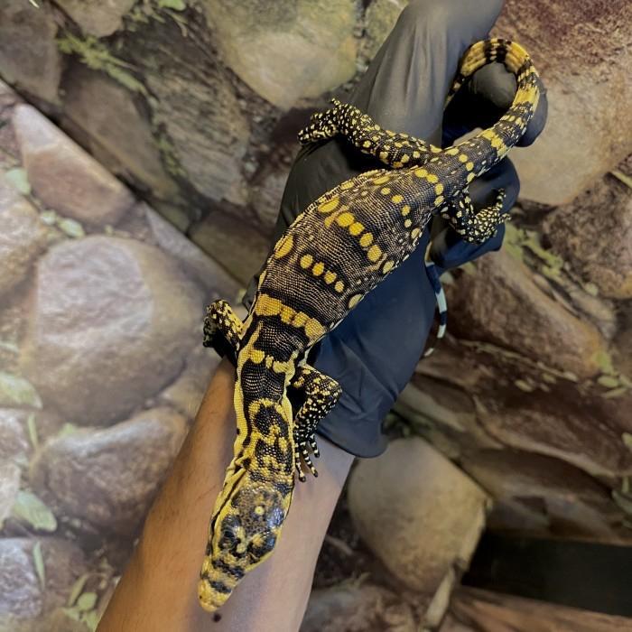 REDAY Terlaris Varanus sumbawa Unik pattern 5 Kuning Bkn black salvator & cebensis Promo Murah