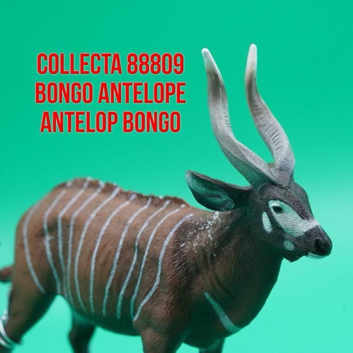 Grafi - Collecta 88809 Bongo Antelope Antelop Bongo Dataran Rendah Tragelaphus Eurycerus Mainan