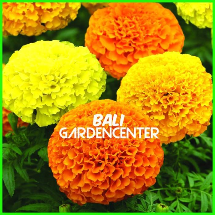 TERLARIS Benih Biji Bunga Marigold - Marigold Crackerjack
