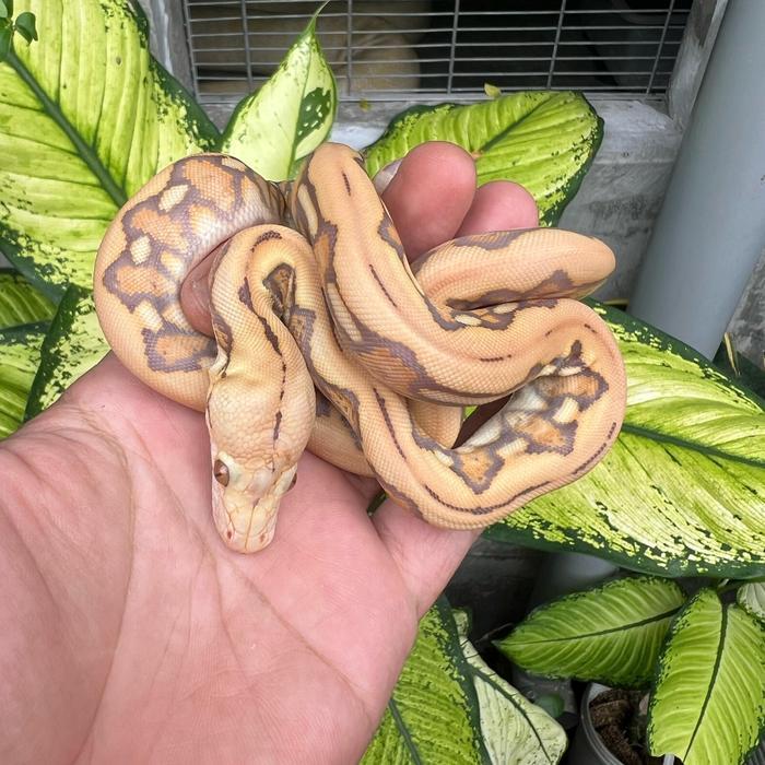 Promo Retic tiger caramel