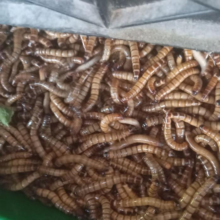 pakan burung.ulat Hongkong fres.cocok untuk pakan burung peliharaan