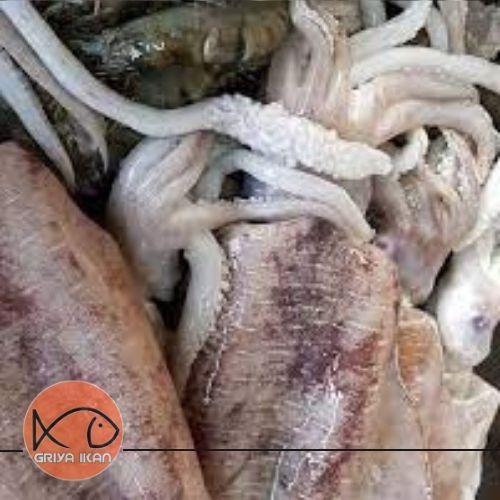 CUMI SOTONG Segar size besar 500gram