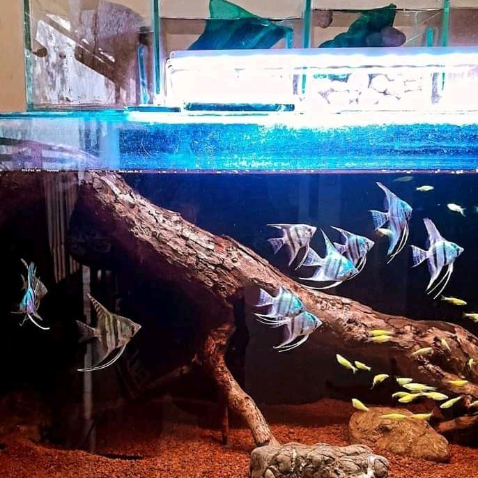 Ready 10Ekor Ikan Manfish Layang Altum Hiasan Aquarium