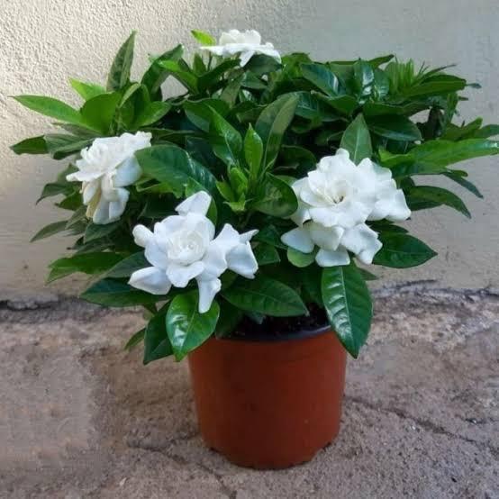 Bunga melati kaca piring isi 2 pot