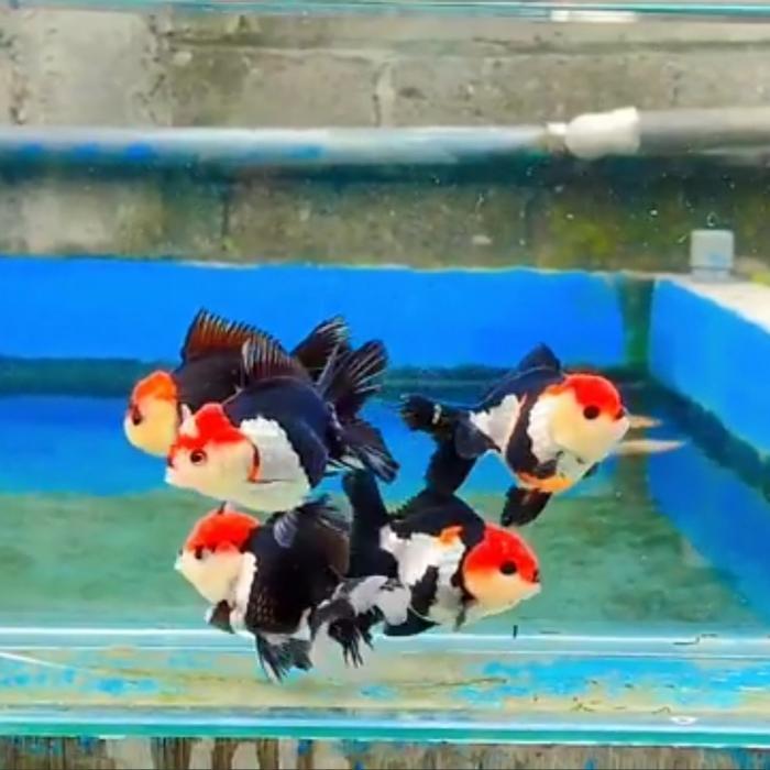 Ikan Mas Koki Oranda Panda Short Body Import Terbaru 