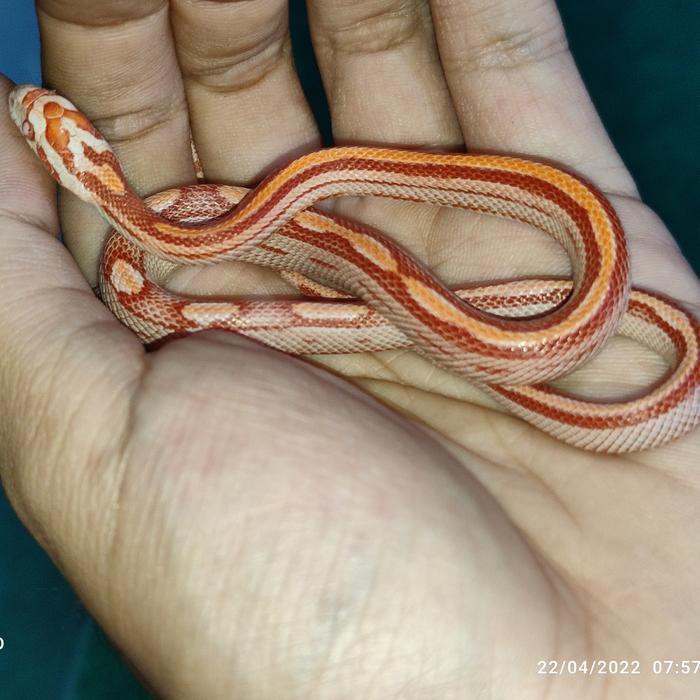 Ready corn snake amel motley stripe baby up betina