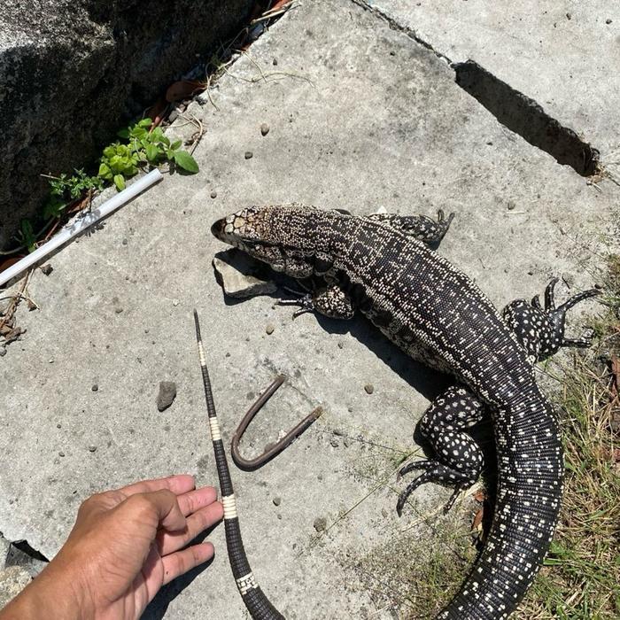 READY GE TEGU ARGENTINA BLUE PURE FEMALE