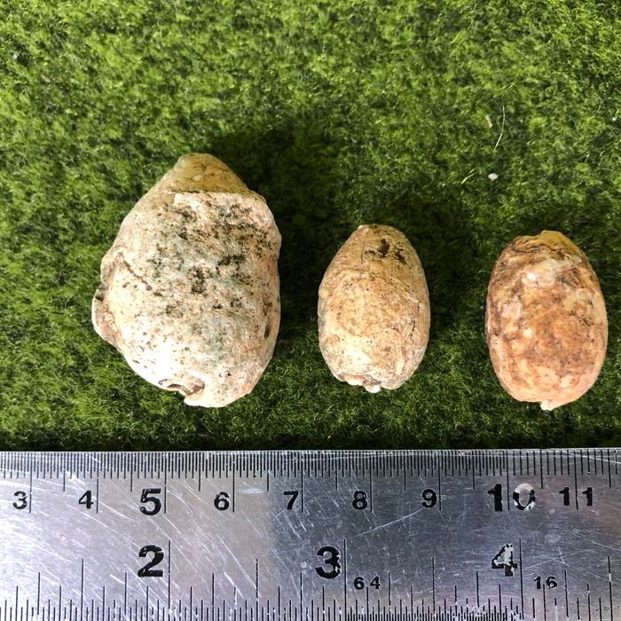 FOSIL KEONG KUWUK C3 ATAU FOSIL KERANG ATAU FOSIL KEONG KODE 687