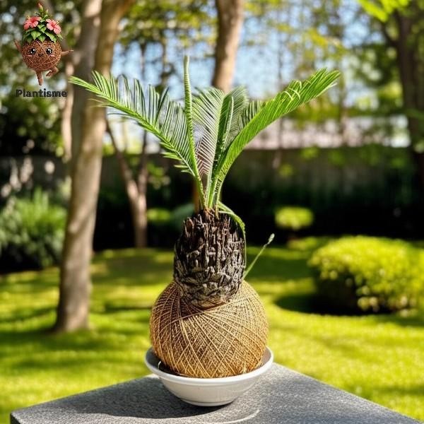 [ Kokedama Sikas Mini Cycas Revoluta Tanaman Hias Tropis Bergaya Bonsai untuk Dekorasi Meja Indoor &