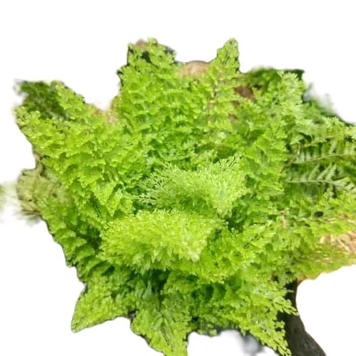 tanamanhias pakis salju pakis boston - pakis boston Daun