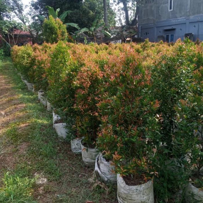 tanaman pucuk merah tinggi 1,5 meter tanaman bonsai dan pagar