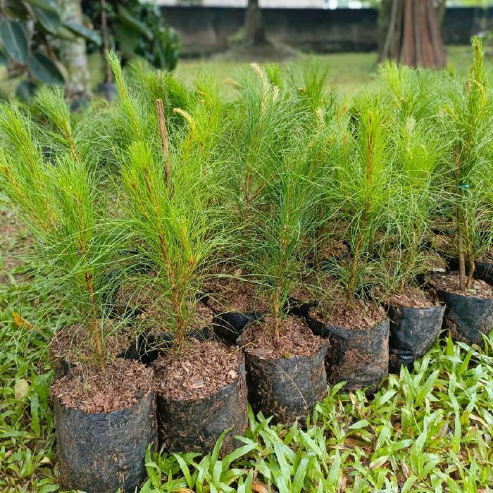 tanaman cemara pinus pohon cemara pinus bibit cemara pinus