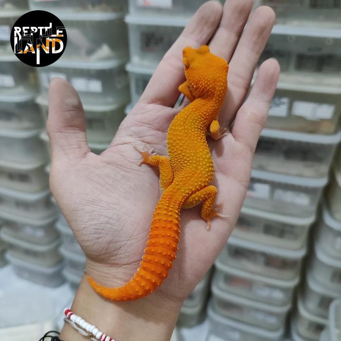 REDAY Terlaris Mainan Leopard Gecko Premium SUNGLOW Adult FULL CT PEDES Kontes qualit Promo Murah