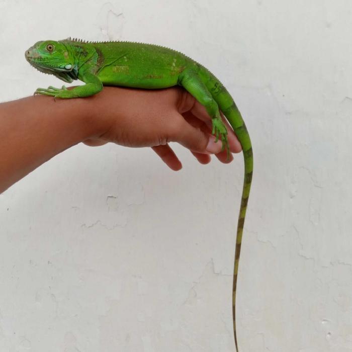 REDAY Terlaris Iguana Green columb mix Juve Promo Murah
