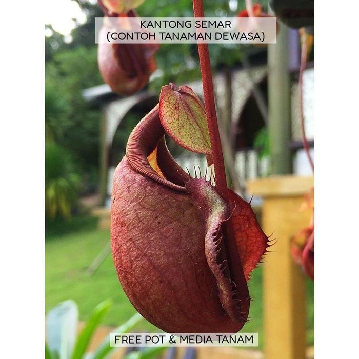 Tanaman Kantong Karnivora Semar Tanaman Hias
