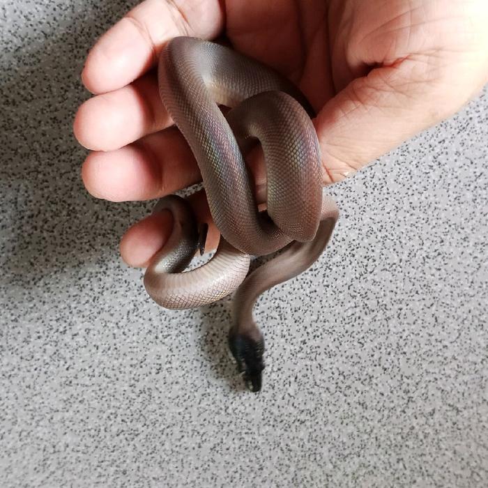 Ready BS BLACK ALBERT PYTHON BABY RARE