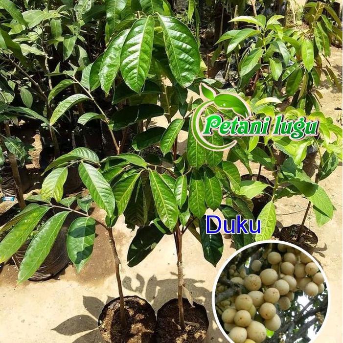 READY STOCK Bibit Buah DUKU KOMERING cepat berbuah siap tanam bibit super