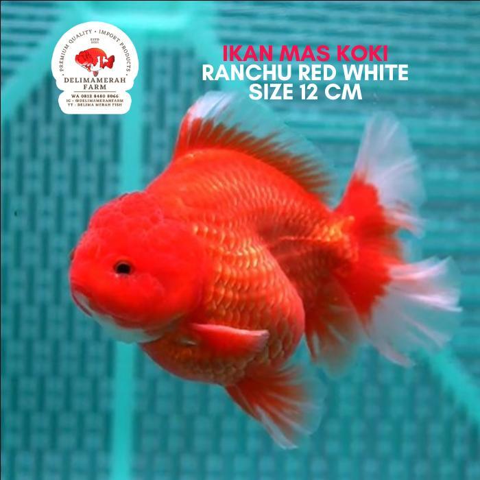 Ikan Mas Koki Oranda Red & White Body Short Jambul Size 10 Cm Terbaru 