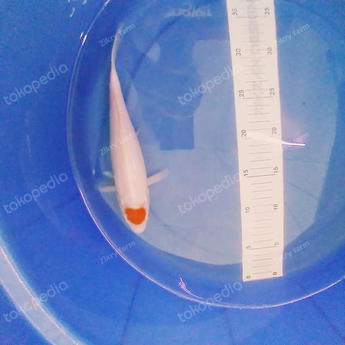 Ikan Koi Tancho Kohaku Terbaru 