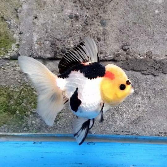 Ikan Mas Koki Oranda Panda Short Body Terbaru 