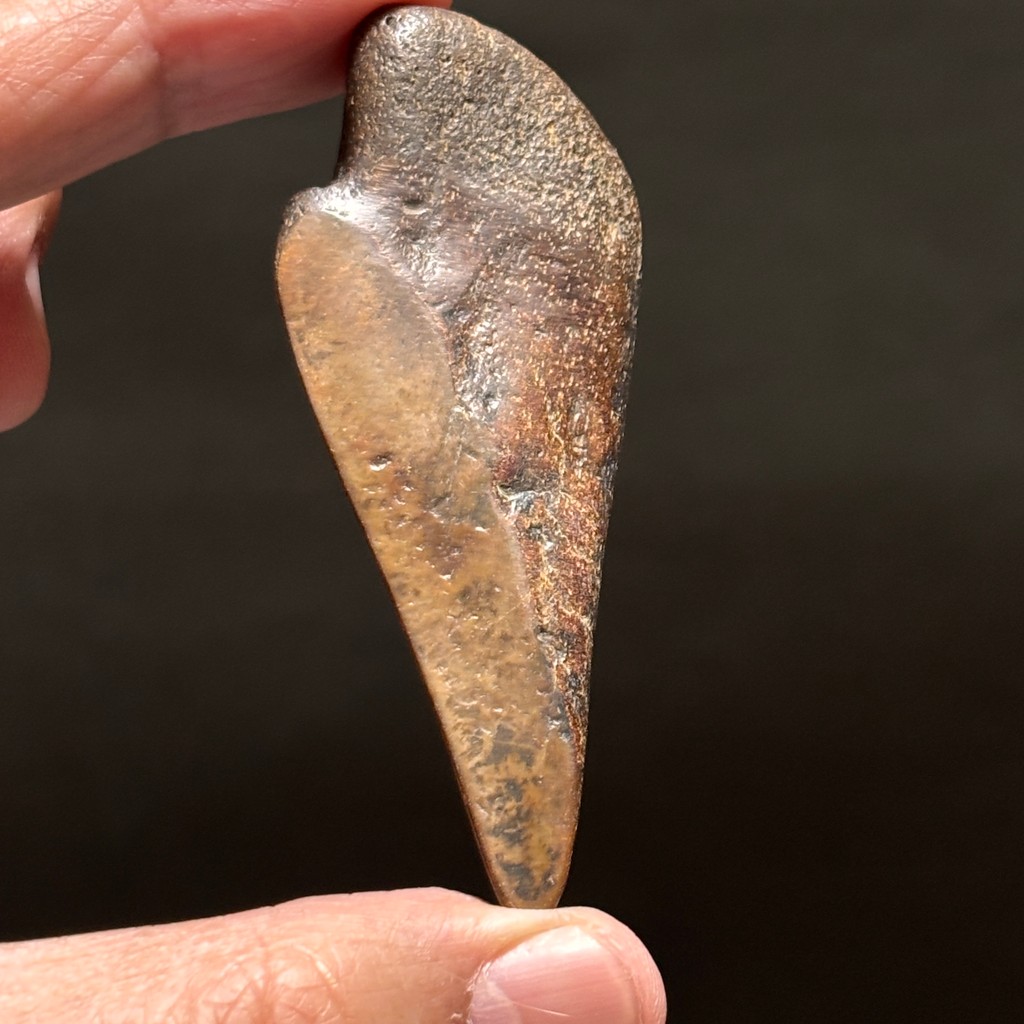 SUPER RARE | Half-Polished Javan Megalodon Tooth Fragment Natural Fosil Gigi Hiu Purba Megalodon Spe