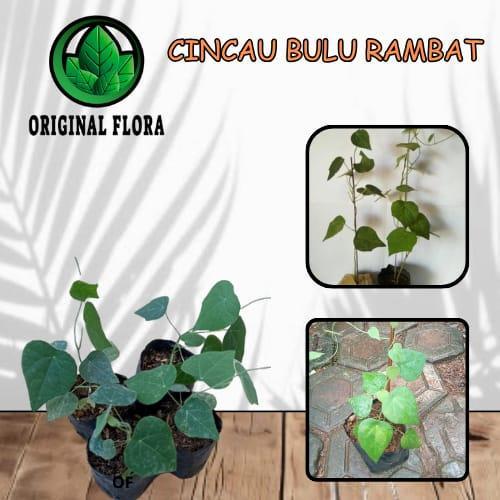 Bibit Daun Cincau Bulu Cincau Rambat Cincau Hijau Bibit Cincau