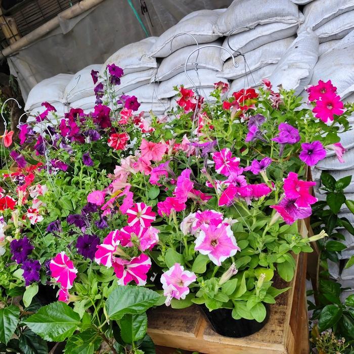 tanaman hias petunia, bunga petunia