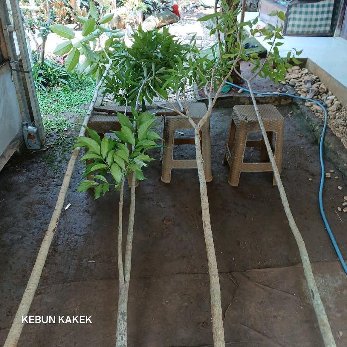 TERLARIS Tabebuya Rosea Pink 2 Meter / Tanaman Hias Tabebuya Pink Rosea / Tanaman Pelindung Tabebuya