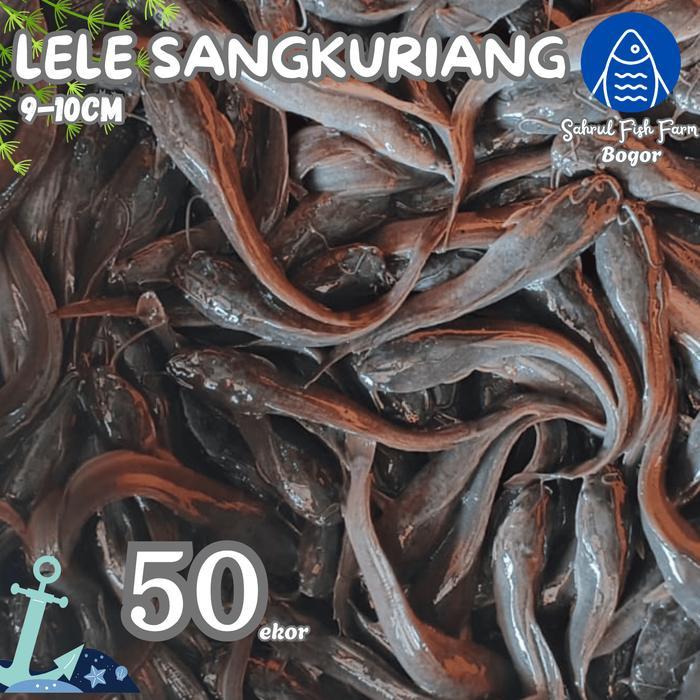33og- Paket 50Ekor - Bibit Benih Lele Sangkuriang 9-10Cm Sffb