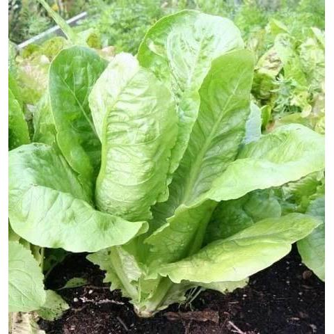 Terbaru 100 Benih Selada Green Romaine - Bibit Sayuran Lettuce Romain Hijau Letuce Known You Seed