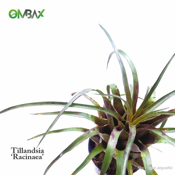 Tillandsia Racinaea - Tanaman Vivarium / Terrarium