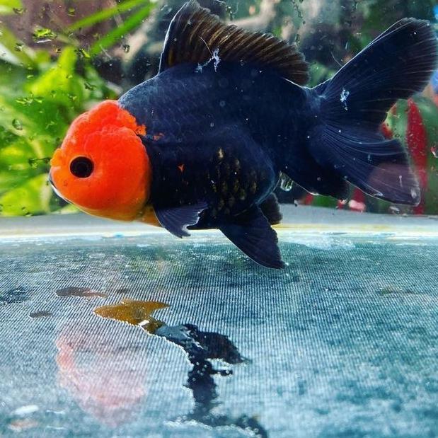 Maskoki Oranda Tancho Black Red Grade #Gratisongkir