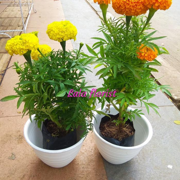 READY STOCK tanaman bunga marigold + pot putih