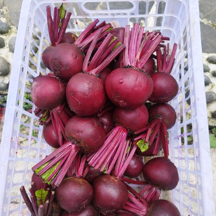 Buah bit-bit root dari Bandung dijamin masih segar langsung dari kebun