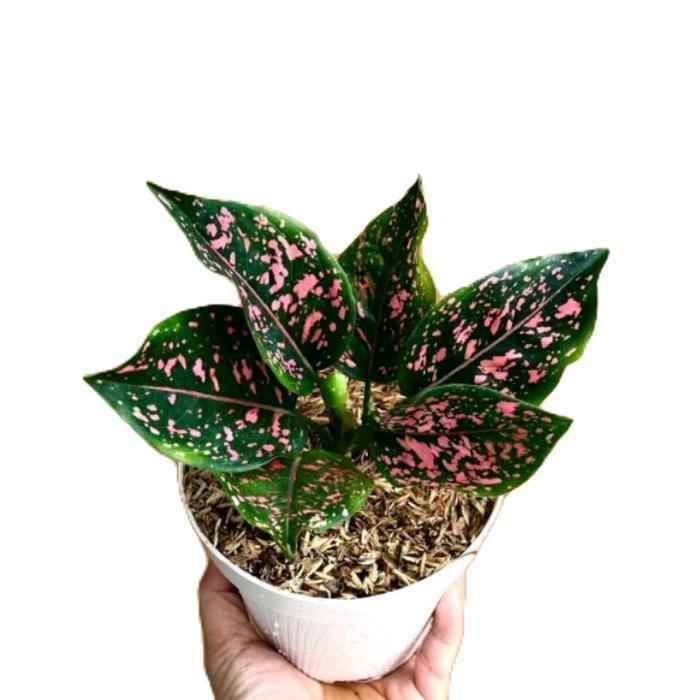 aglonema pink dalmation - tanamanhias aglonema pink dalmation Daun