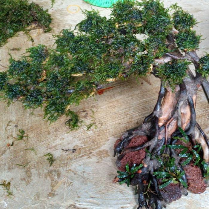 bonsai miring aquascape / tanaman aquascape