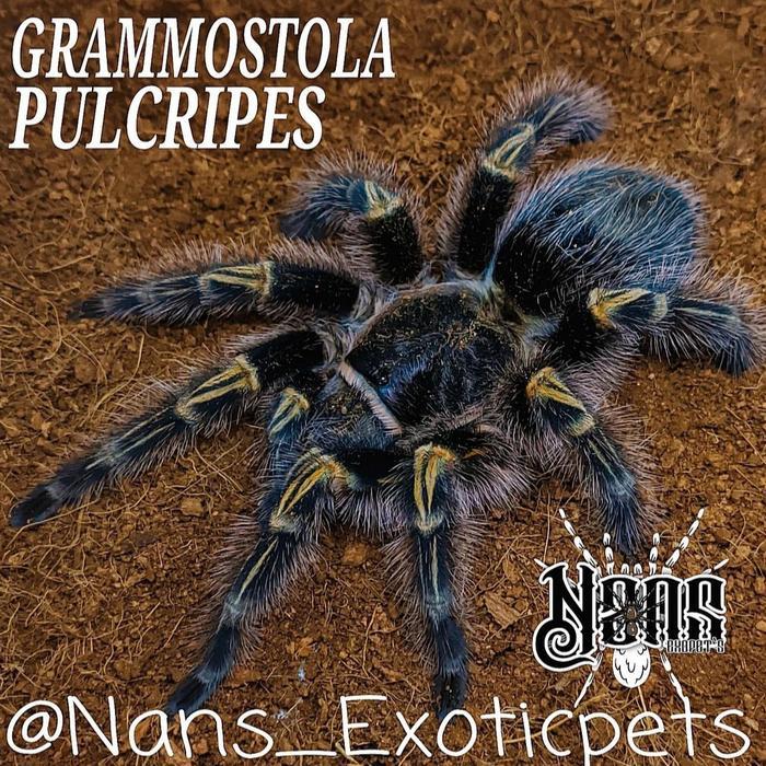 Tarantula Grammostola Pulchripes Chaco Golden Knee Sling Original