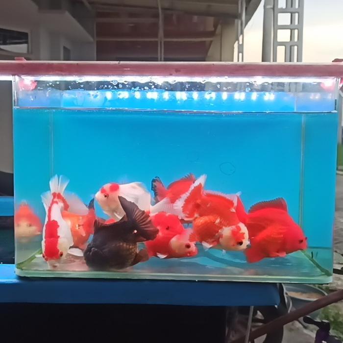 READY STOCK Ikan koki Oranda Short Tail gemoy sizie 11-12 cm