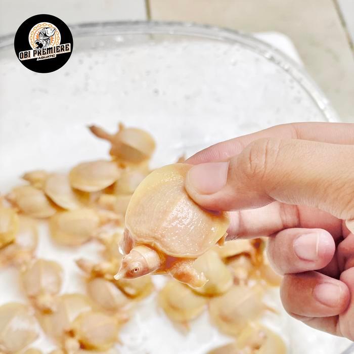 REDAY Terlaris Bulus labi labi albino termurah harga grosir Promo Murah