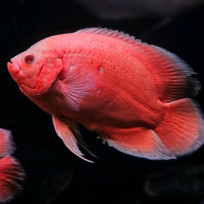 REDAY Terlaris ikan oscar paris albino jumbo dan sehat Promo Murah